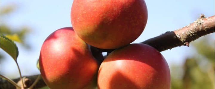 Journée jus de pomme au Verger du Couvent des Cordelières